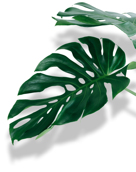 Folhas 02